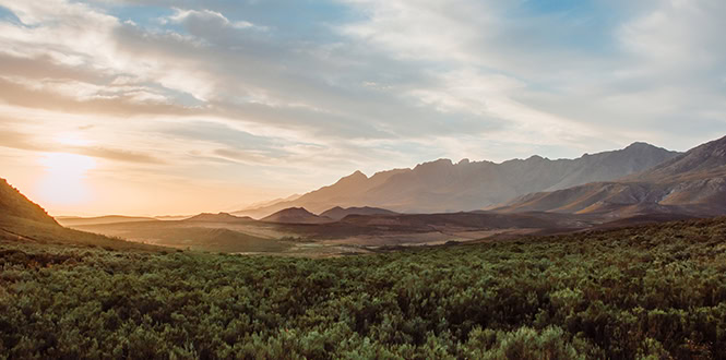Lush green view at Wildehondekloof
