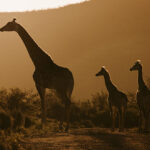 Giraffes at Wildehondekloof