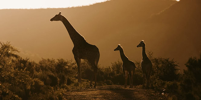 Giraffes at Wildehondekloof
