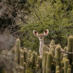 Kudu peeking through cactus plants in Wildekloof nature reserve