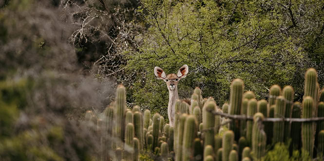 Kudu peeking through cactus plants in Wildekloof nature reserve