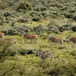 Herd of antelope grazing in the bushveld at Wildehondekloof Private Game Reserve