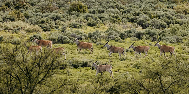 Herd of antelope grazing in the bushveld at Wildehondekloof Private Game Reserve