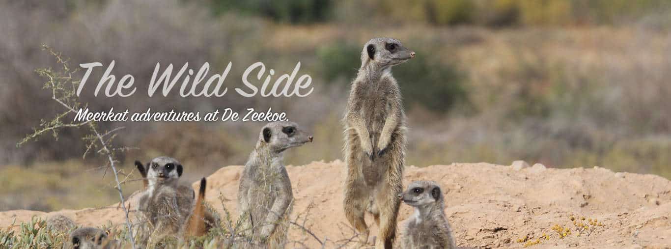 Meerkat Adventures at De Zeekoe