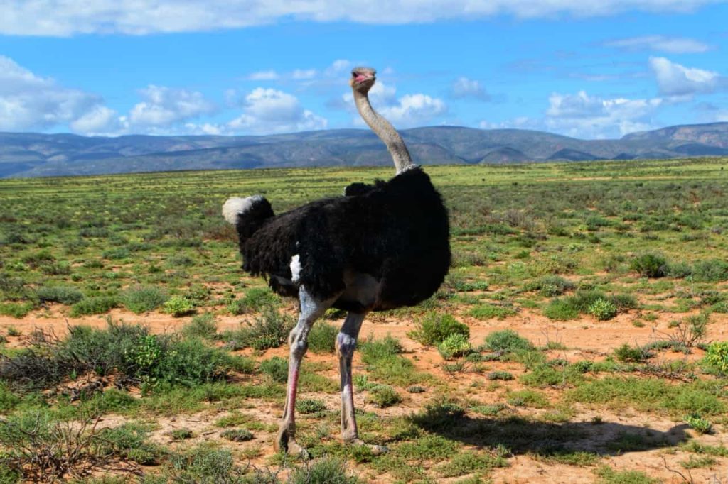 Ostrich in the Klein Karoo