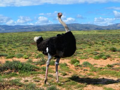 Ostrich in the Klein Karoo
