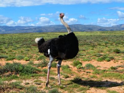 Family Fun in the Klein Karoo