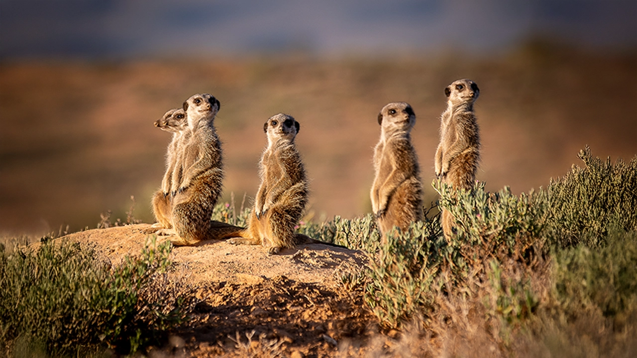meerkat adventure tours (1)