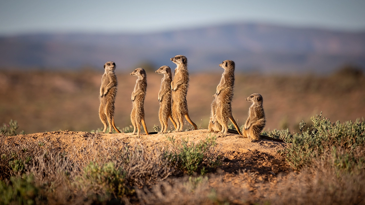 meerkat adventure tours (4)