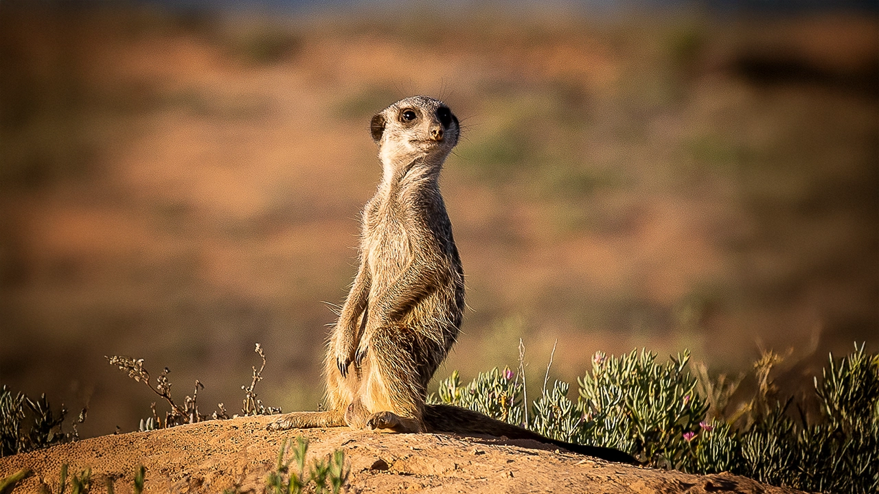 meerkat adventure tours (5)