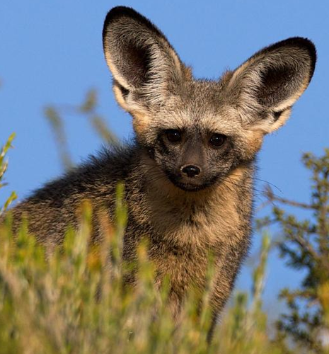 bat-eared-fox