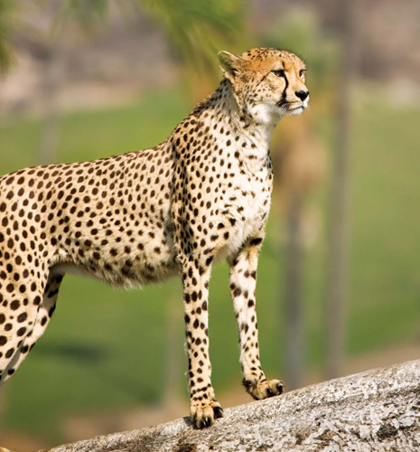 cheetah-standing-rock
