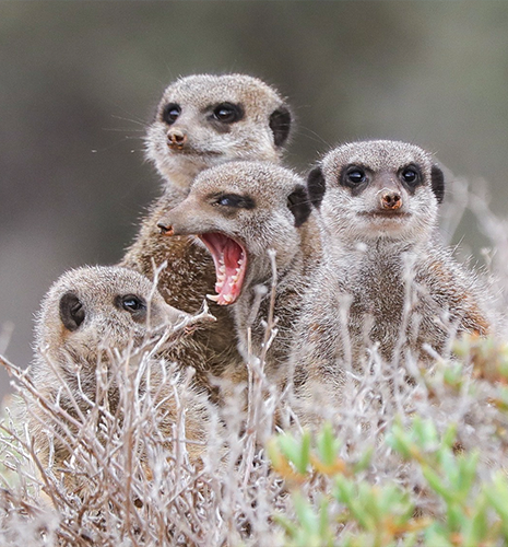 meerkat-family-tour-cute