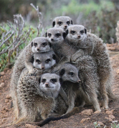 meerkat-family-tour