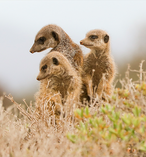 meerkat-family-veld