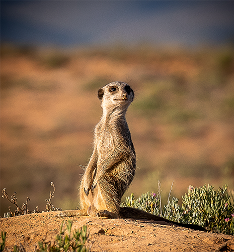 meerkat-sitting-rock-shadow