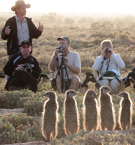 meerkat-tour-tourists-guide