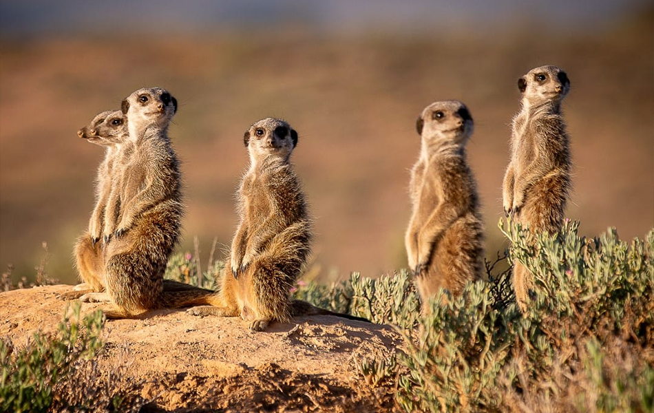 meerkats-family-rocks-plants