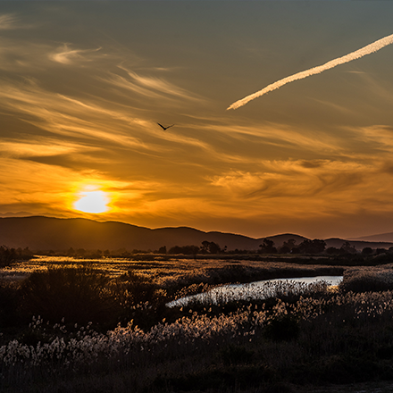 sunset-view-trees-wetlands