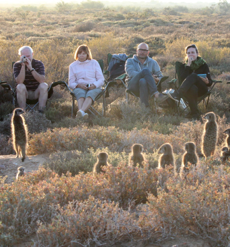 meerkat-tour