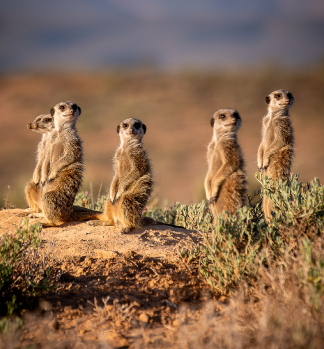meerkat1