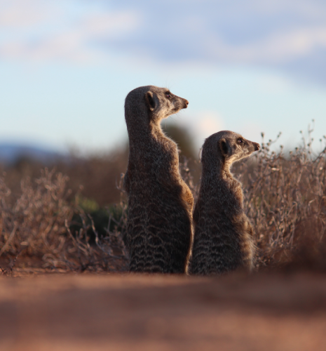 meerkat2