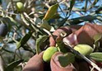 b2ap3_thumbnail_olives2_20140512-080726_1.jpg