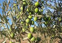 b2ap3_thumbnail_olives3_20140512-080727_1.jpg
