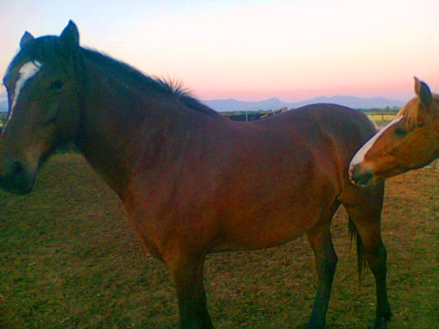 De Zeekoe's New Horse